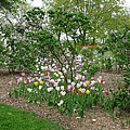 Colorful Tulips Landscape I