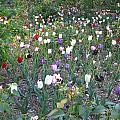 Colorful Tulips Landscape II