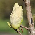 Magnolia Flower Bud I