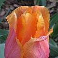 Orange and Pink Tulip