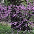 Redbud Blossoms III 
