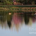 Springtime Reflections Landscape