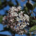 Viburnum Blossoms 