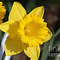 Yellow Trumpet Daffodil